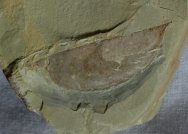 Isoxys auritus Fossil