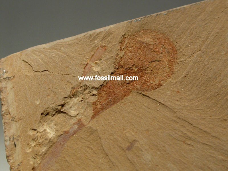 Lingulella chengjiangensis Chengjiang Brachiopod