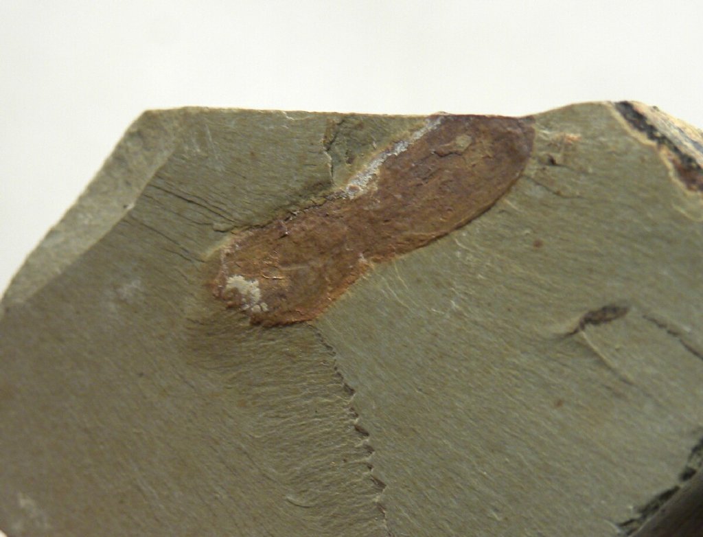 Protopriapulites
