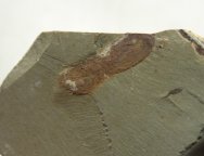 Protopriapulites Priapulid Worm Fossil