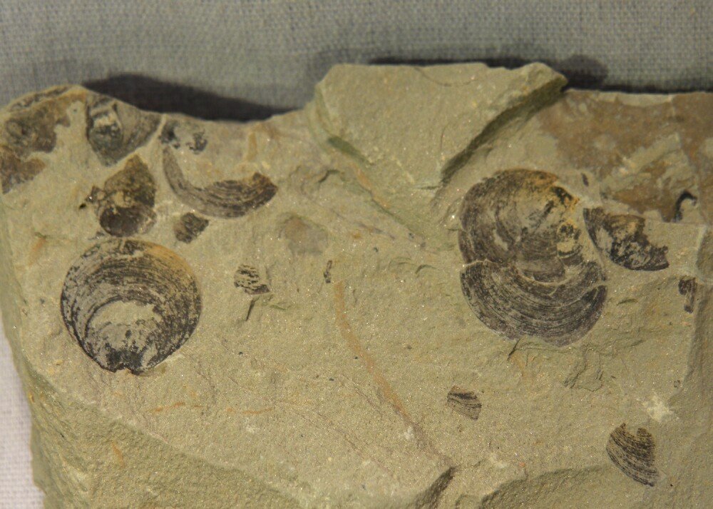 Chengjiang Diandongia Fossils