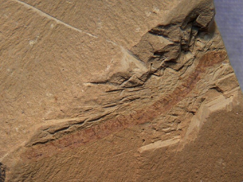 Lobopodian Cardiodictyon catenulum