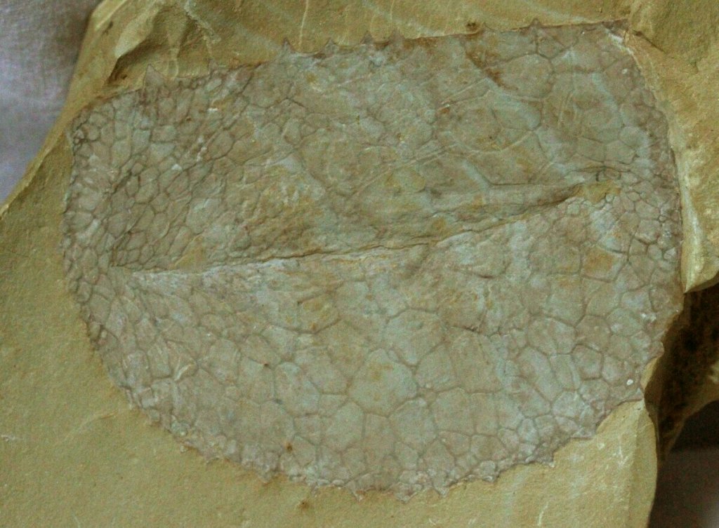 Tuzoia sinensis Phyllocarid Fossil