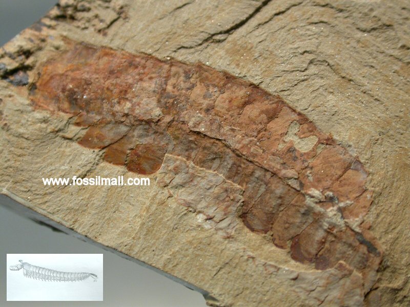 Fortiforceps foliosa Great Appendage Arthropod