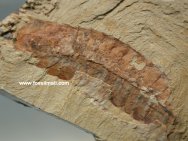 Fortiforceps foliosa