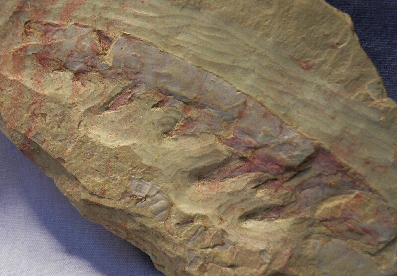 Anomalocaris Chengjiang fossil