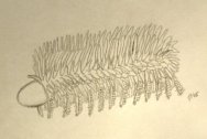 Lobopodia