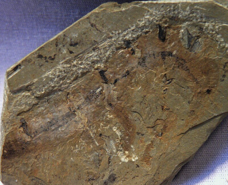 Lobopodian Onychodictyon