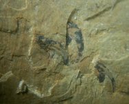 Onychodictyon ferox Chengjiang Fossil