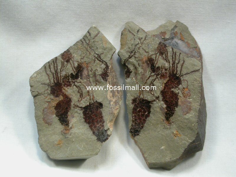 Multiply-Rare Eocrinoid Death Assemblage From The Kaili Biota