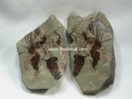 Sinoeocrinus Eocrinoids 