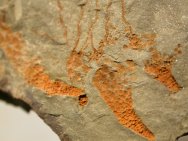 Sinoeocrinus Eocrinoid