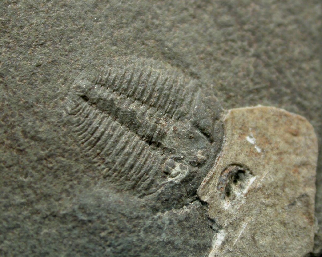 Kaili Formation Parashuiyella Trilobite