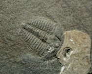Parashuiyella Trilobite from Kaili Formation