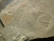 Oryctocephalus Trilobites from Kaili Formation