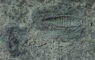 Kaili Biota Bathynotus Trilobites