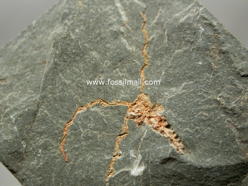 Juvenile Eocrinoid Fossil from Kaili