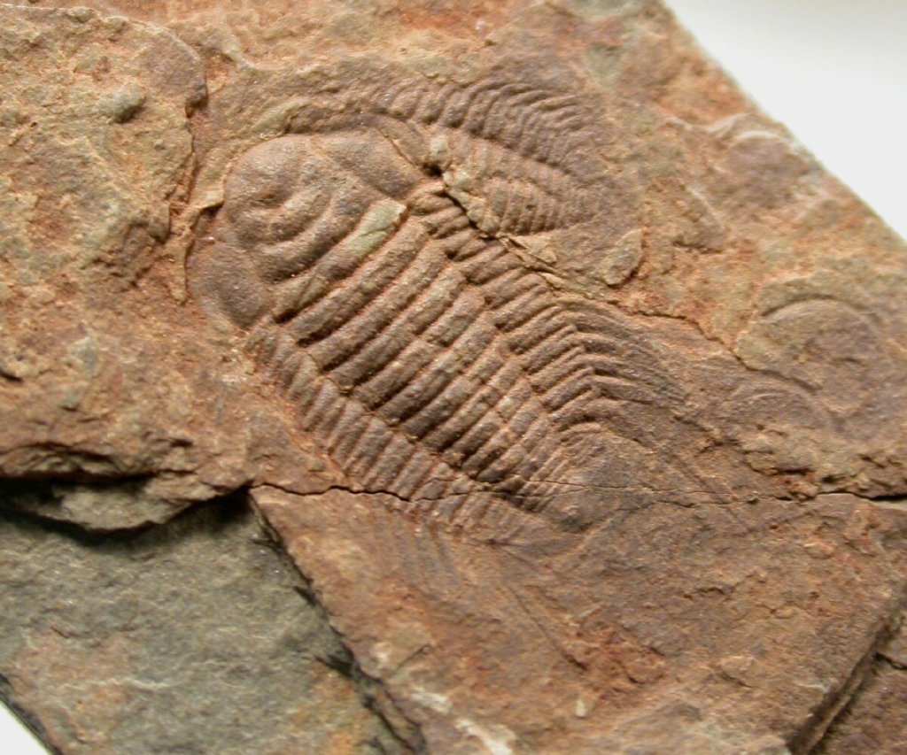 Bathynotus Trilobite