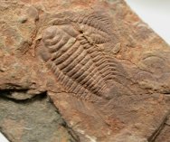 Bathynotus keuichousensis Trilobite 