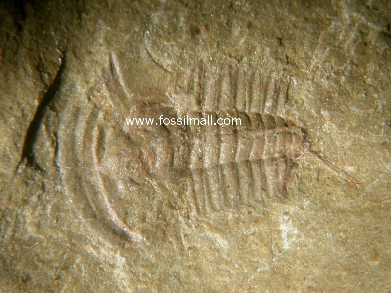 Redlichia Trilobite from Kaili Biota