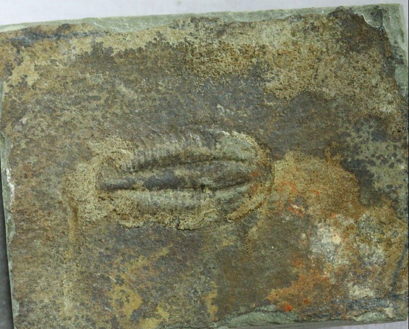 Olenoides Trilobite