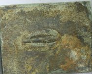 Olenoides Trilobite