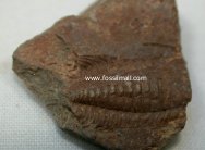 Bathynotus gaotanensis Trilobite