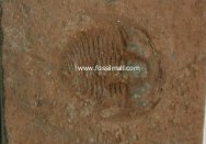 Rare Xingrenaspis Trilobite