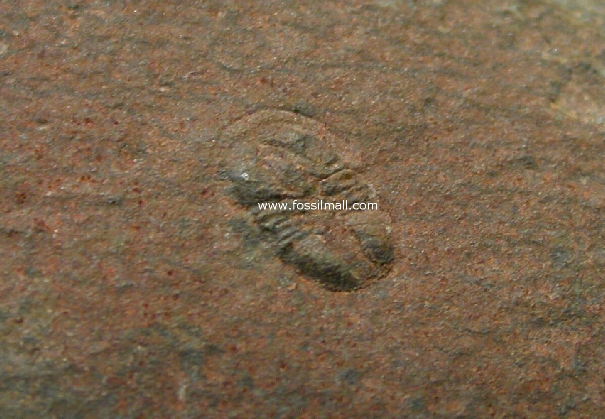 Peronopsis Trilobite from Kaili Formation