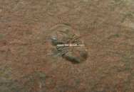 Peronopsis Agnostid Trilobite