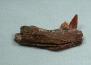 Crocodyliformes Jaw Fossil