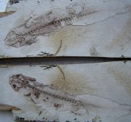 Lower Cretaceous Amphibian fossil