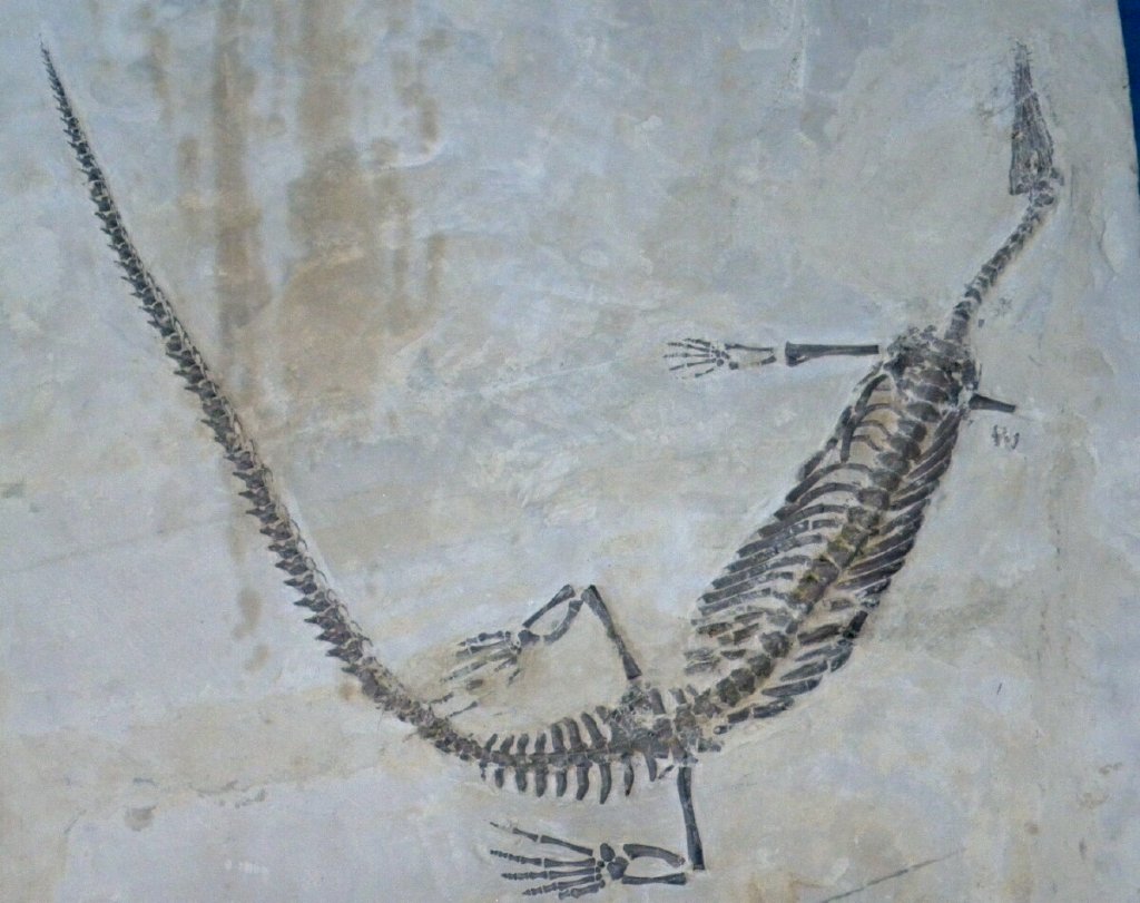 Mesosaurus