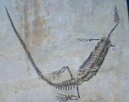 Mesosaurus braziliensis Fossil