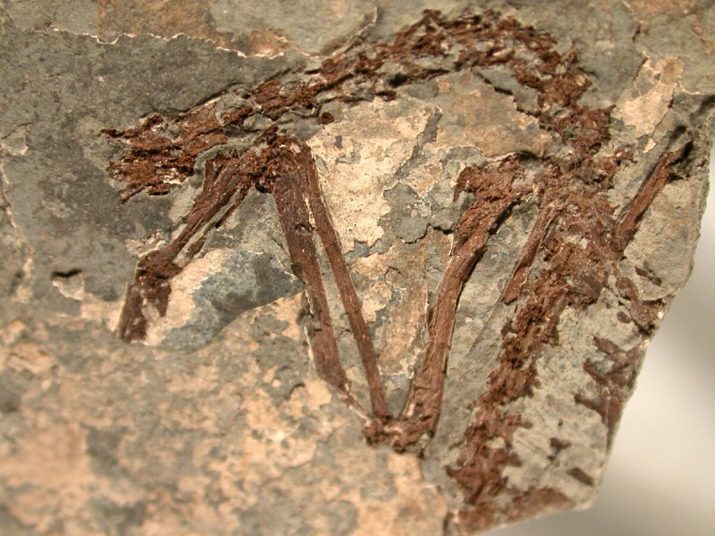 Bird Fossils