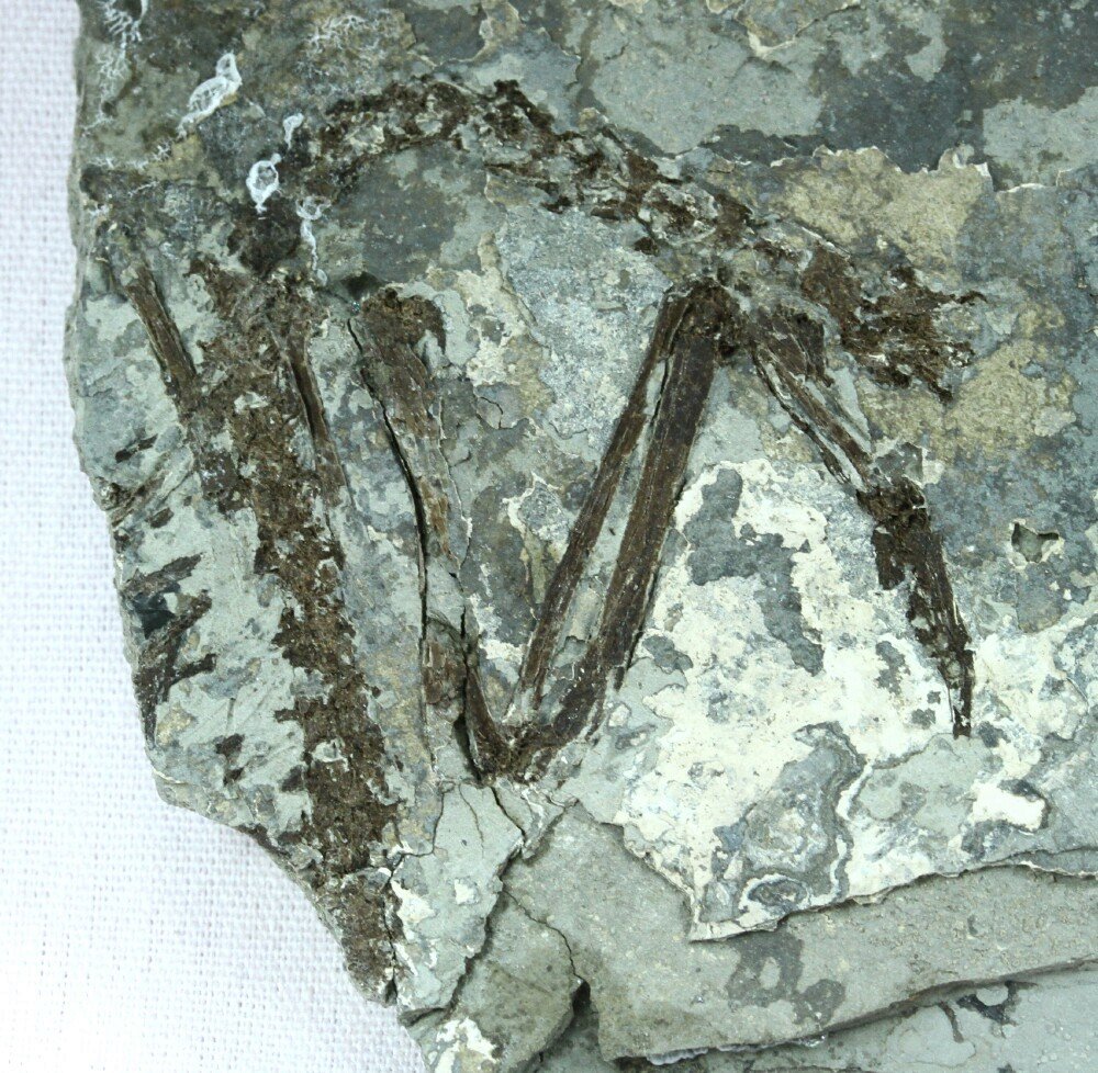 Songzia Bird Fossil