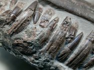 Ichthyosaurus communis Fossil