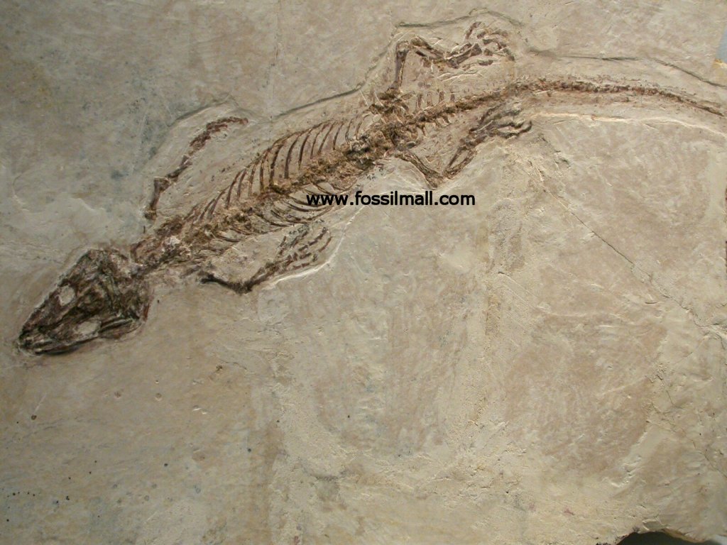 Manchurosuchus splendens 