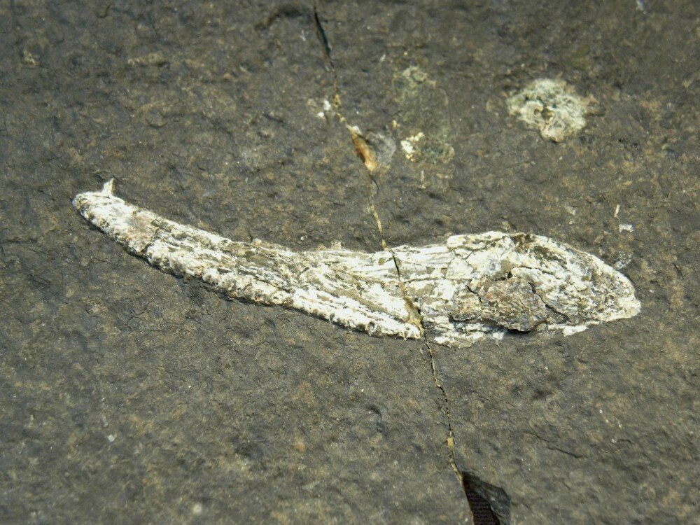 Balanerpeton Temnospondyli