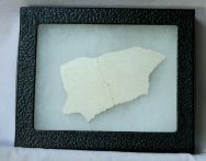 Aepyornis maximus Elephant Bird