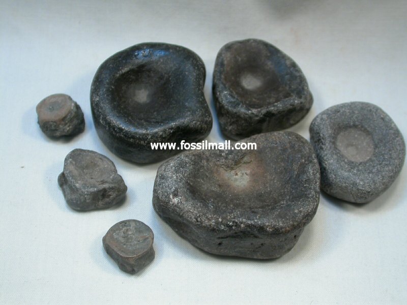 Ichthyosaur Fossils