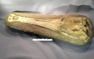 Argochampsa Crocodilian Fossil
