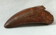 Deltadromaeus agilis Dinosaur Tooth