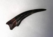 Struthiomimus Dinosaur Claw Fossil