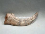 Spinosaurus Dinosaur Claw