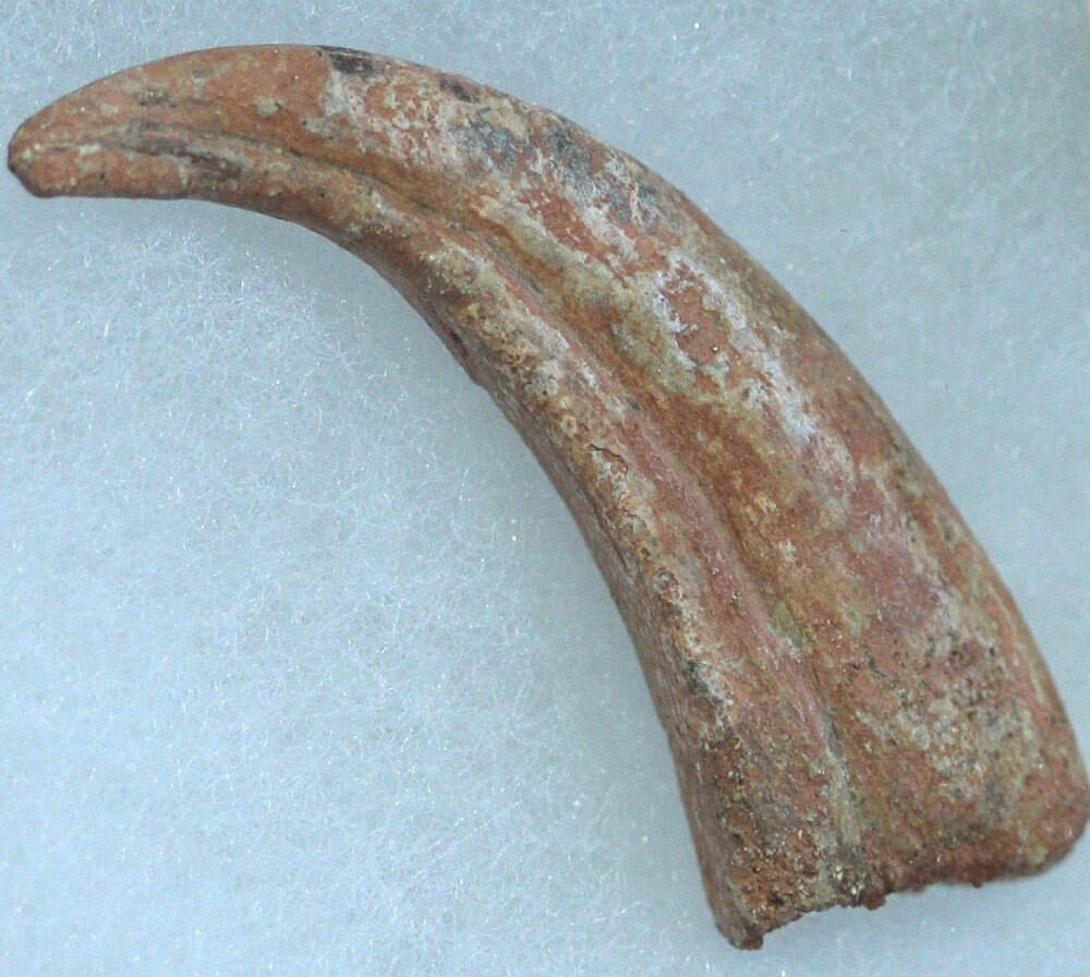 Deltadromaeus agilis Dinosaur Claw