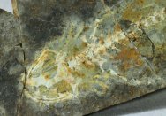 Basal Cryptobranchid Salamander Fossil