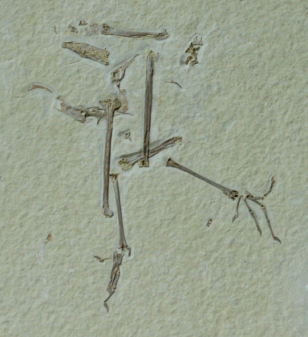 Green River Bird Fossil