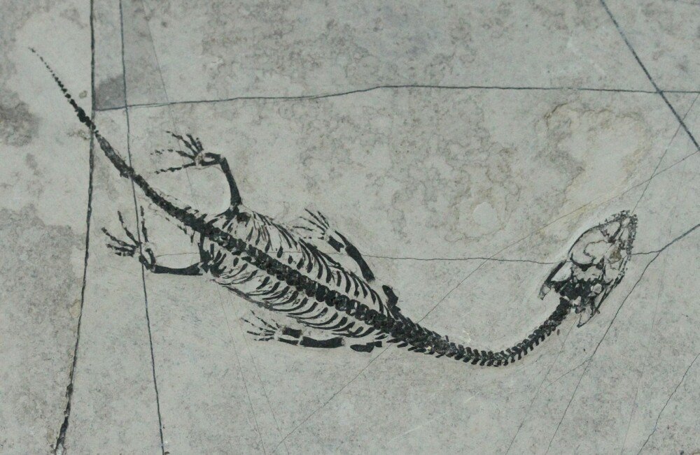  Keichousaur hui Fossil