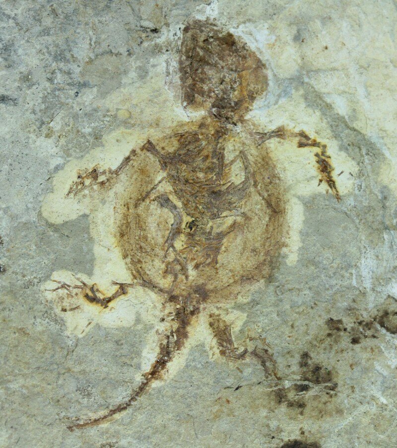 Ordosemys liaoxiensis Cretaceous Turtle Fossil 